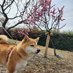 %e3%81%8a%e6%95%a3%e6%ad%a9